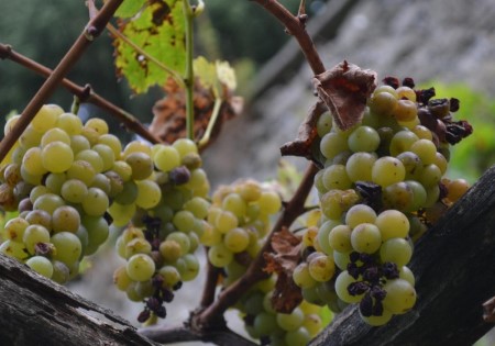 VINO PASSITO